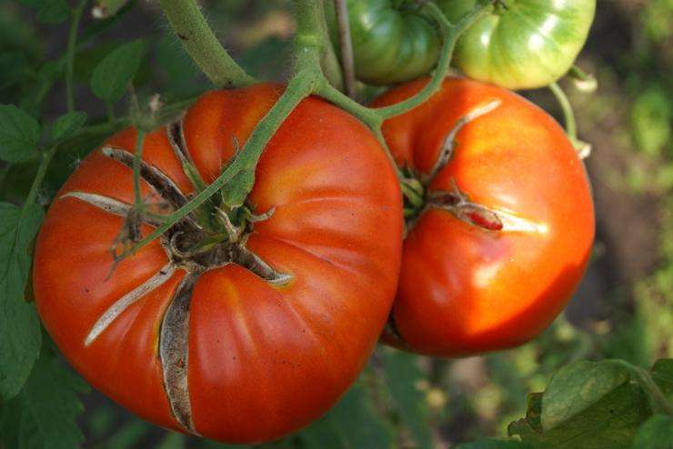 Лучшая схема подкормки томатов в теплице и открытом грунте. используйте эту таблицу весь сезон!