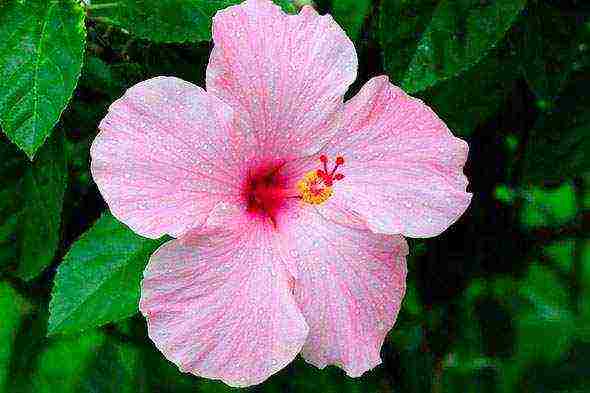 «сумасшедшая роза», или гибискус изменчивый (hibiscus mutabilis): описание, фото, выращивание дома