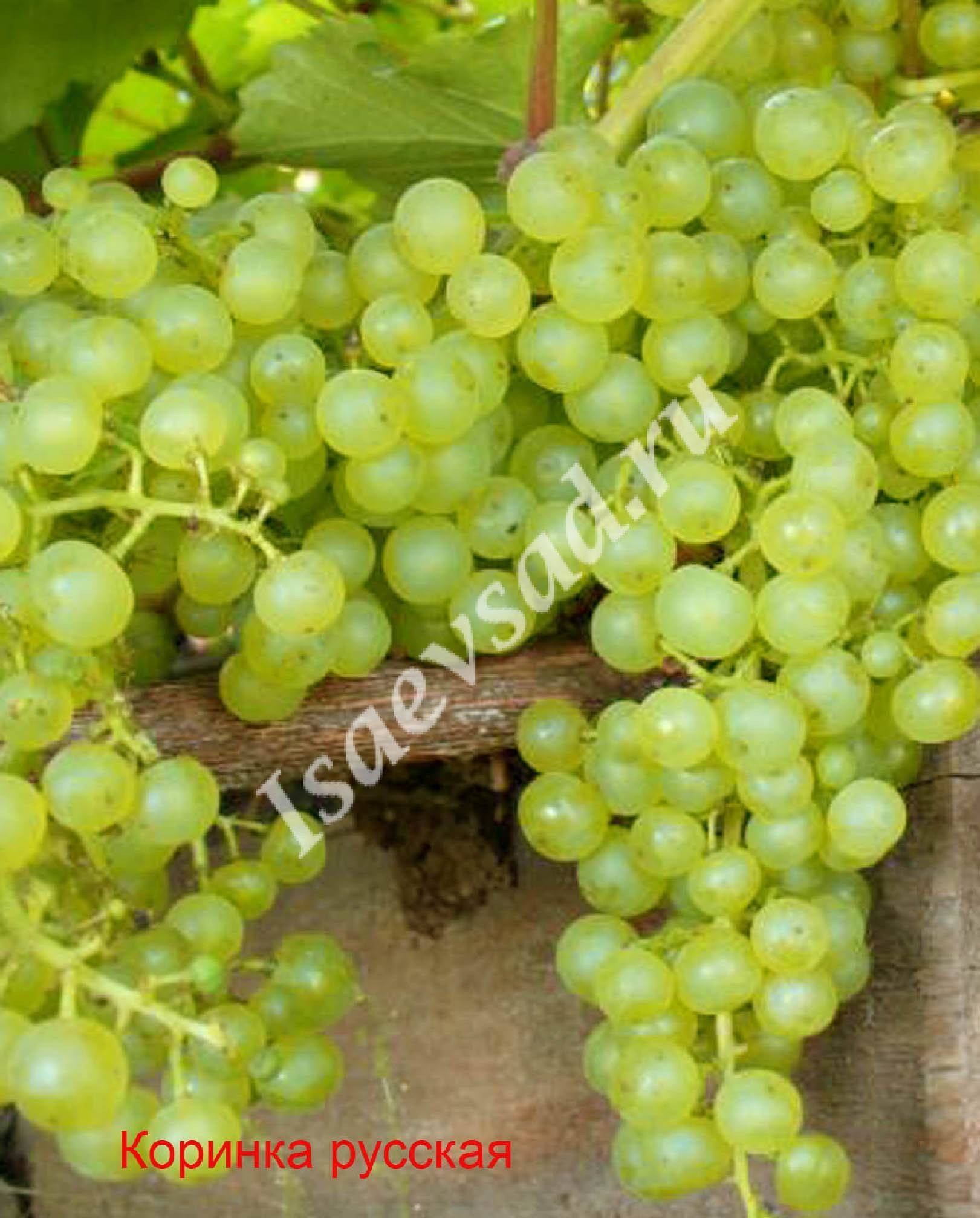 Виноград коринка русская: описание сорта, правила выращивания и ухода