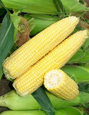 О кукурузе сахарной: посадка и уход в открытом грунте, технология выращивания