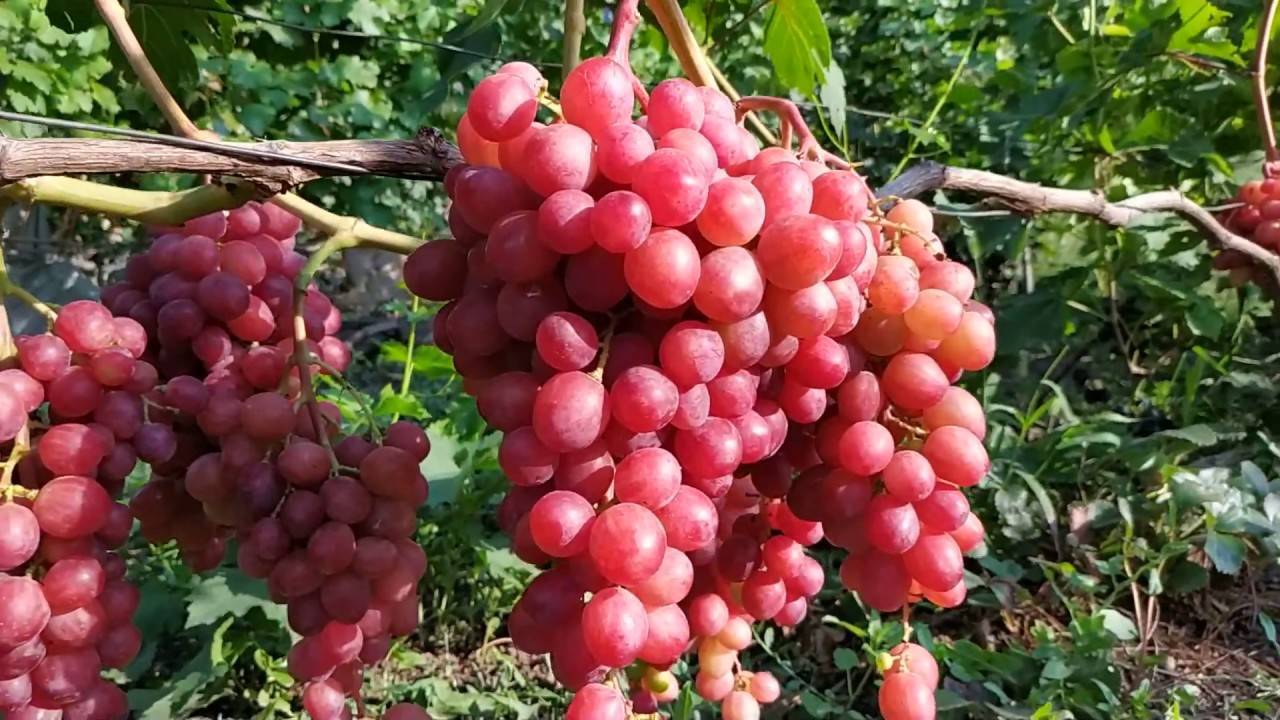 Описание и характеристика винограда сорта «румба»