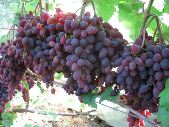 Виноград русский фиолетовый ранний: характеристика и описание сорта