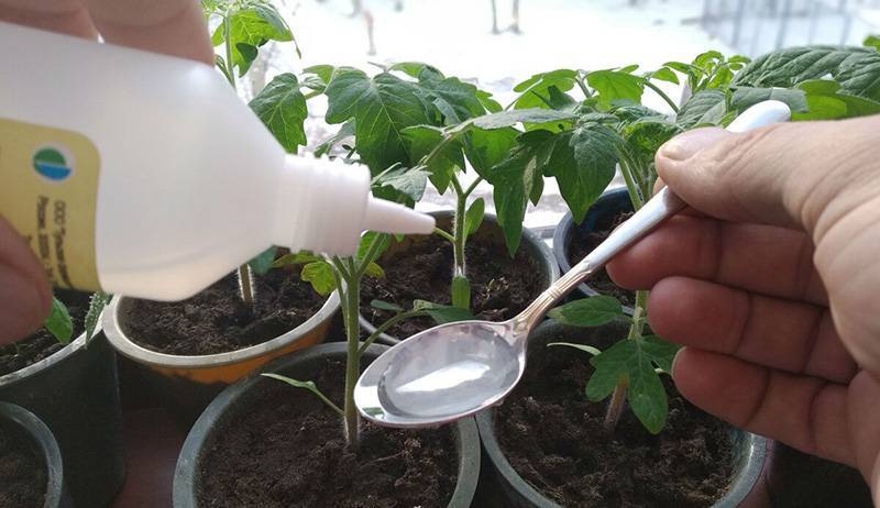 Обработка семян томатов перекисью водорода