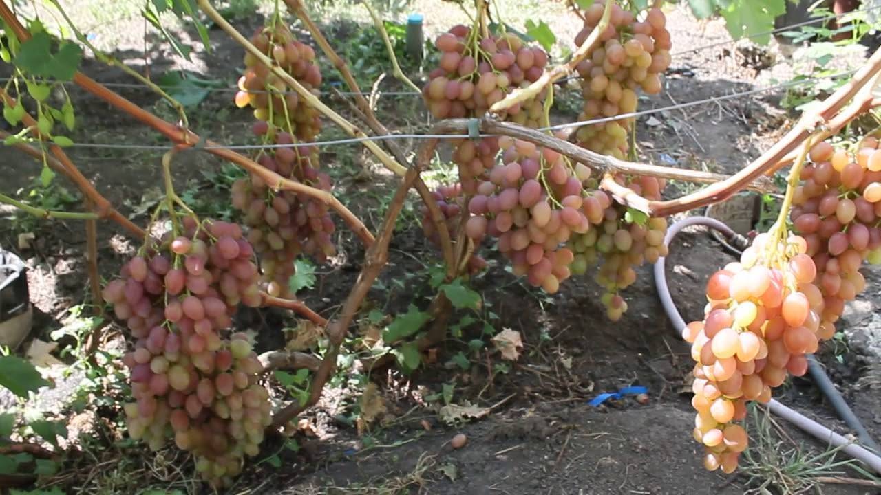 Виноград румба