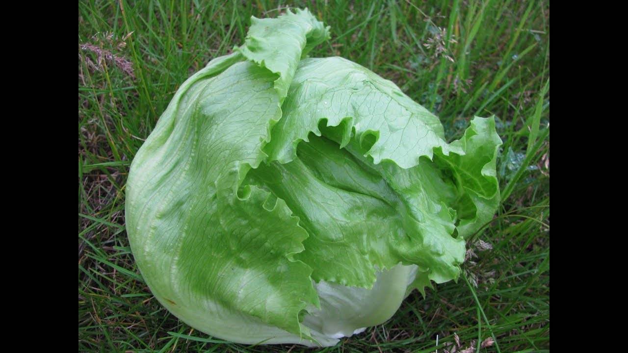 Как вырастить салат на подоконнике: 'айсберг' и другие сорта салата. сорта салата для выращивания на балконе