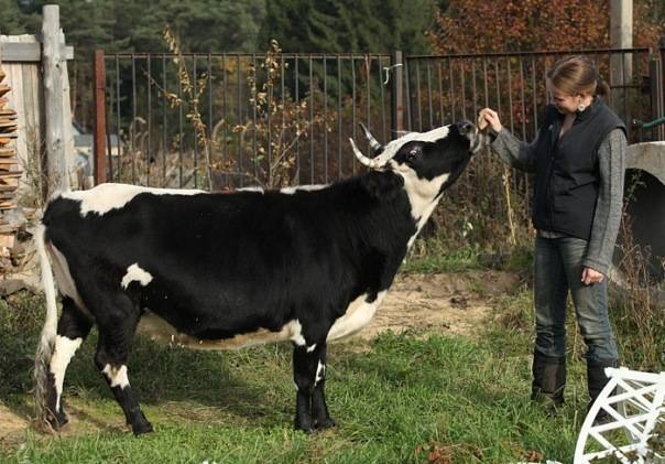 Мини коровы: список самых популярных пород, основные правила ухода