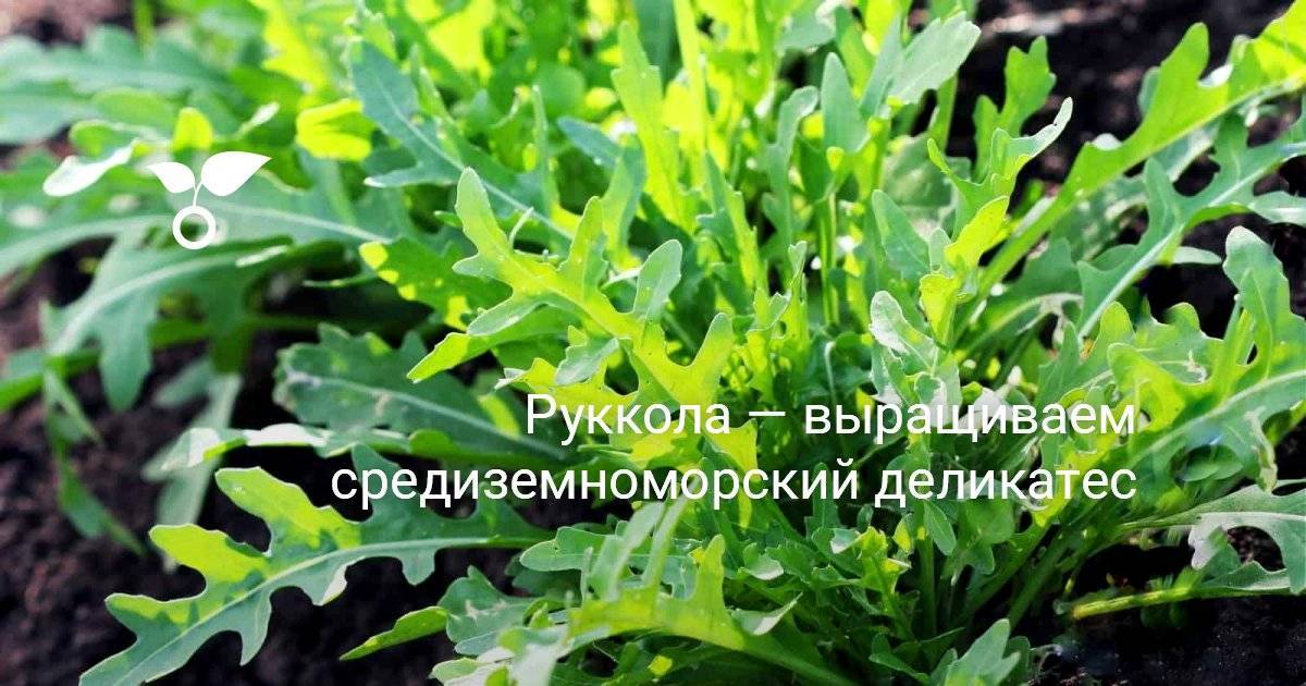 Руккола