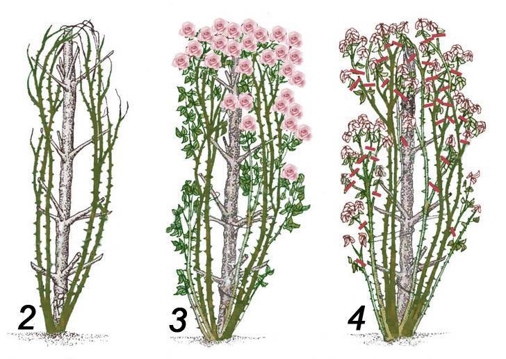 Схема обрезки роз летом в картинках