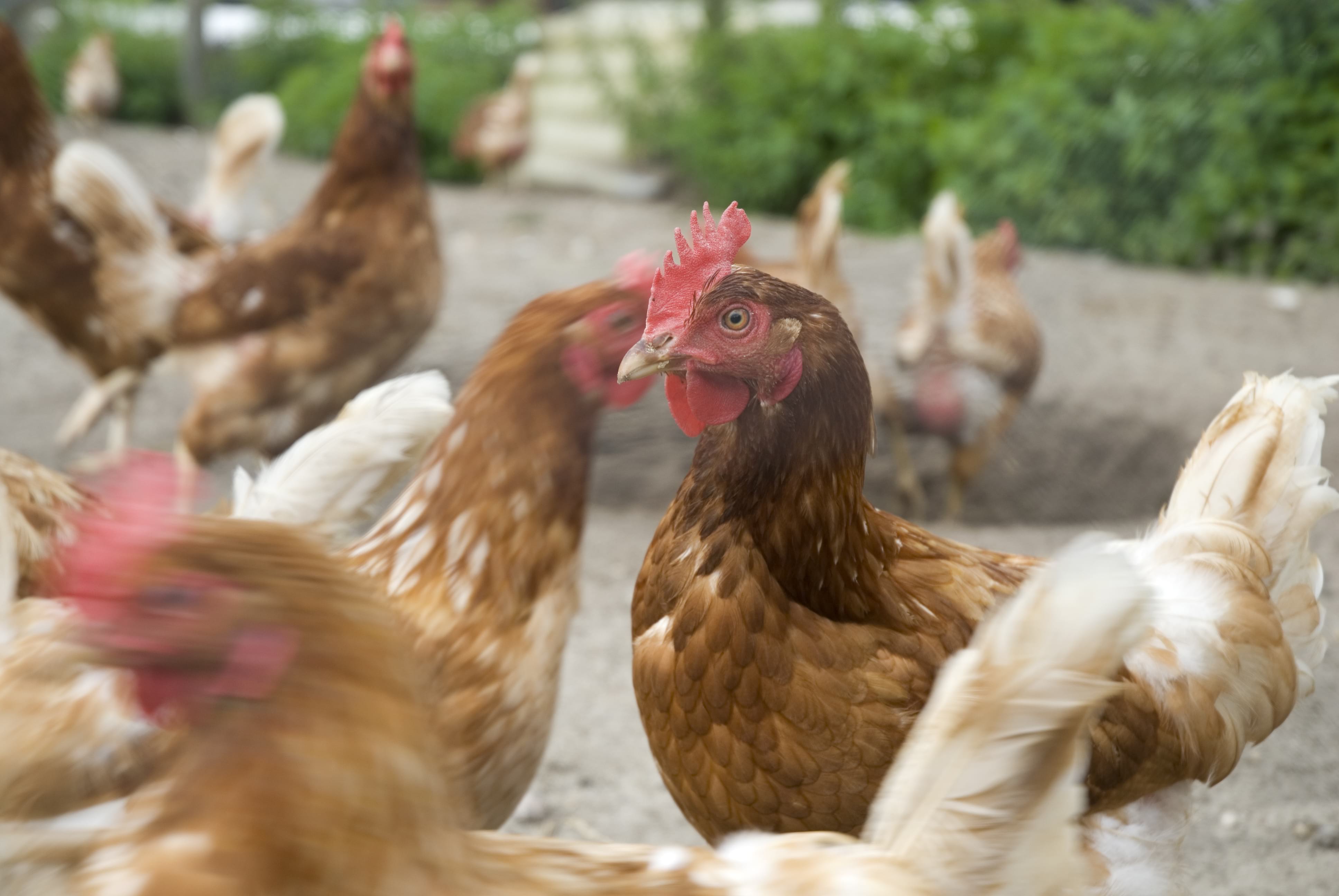 Почему цыплята и куры клюют друг друга