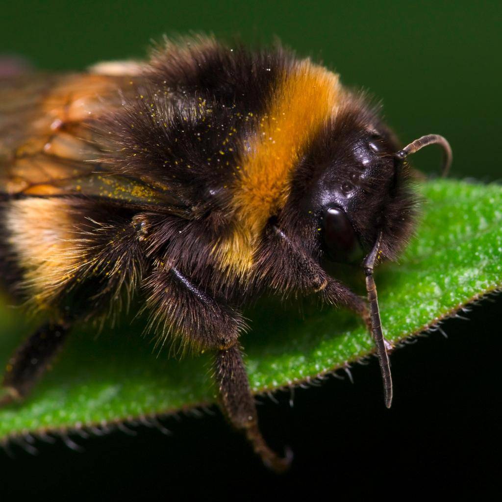 Земляные пчелы: виды, как избавиться, как добыть мед