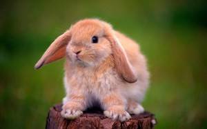 Сколько живет кролик: продолжительность жизни обычного и декоративного кроликов