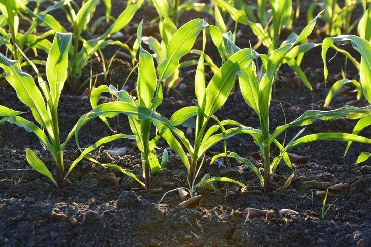 Защита кукурузы от вредителей и болезней, система защиты кукурузы — пропозиция