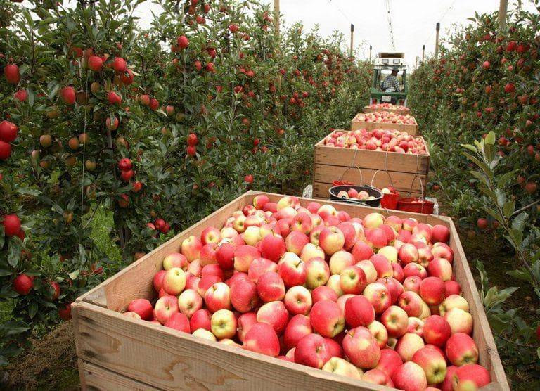 О яблоне Соковое: описание и характеристики сорта, уход и выращивание