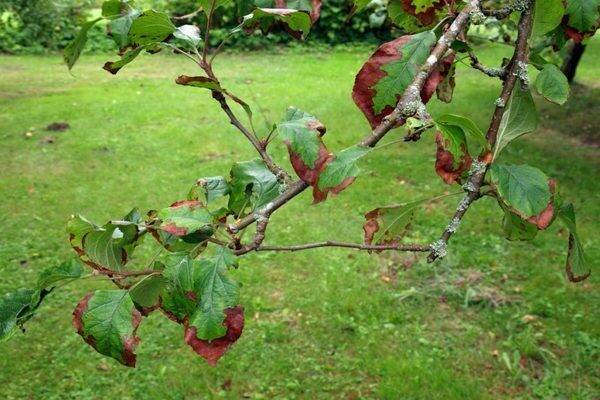 Яблоки гниют на дереве: причины и методы лечения заболеваний. как бороться с плодовой гнилью на яблоне, чем опрыскать яблоню