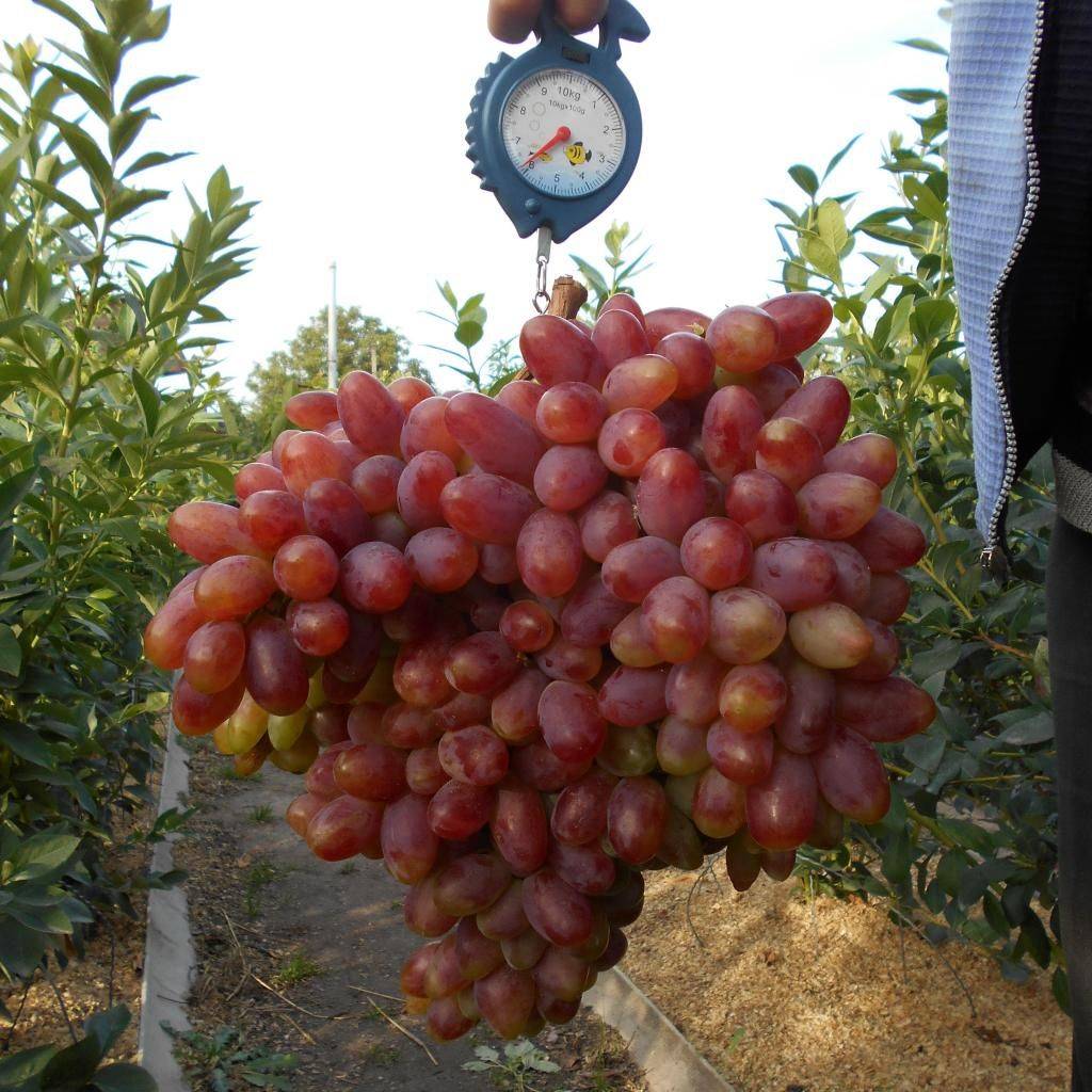 Сорт винограда «преображение», описание, фото, видео