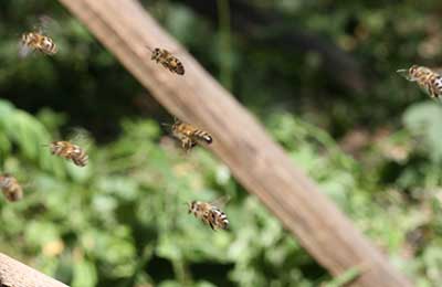 Какие пчёлы находят дорогу домой