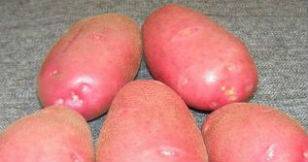 Картофель любава: розовый да ранний