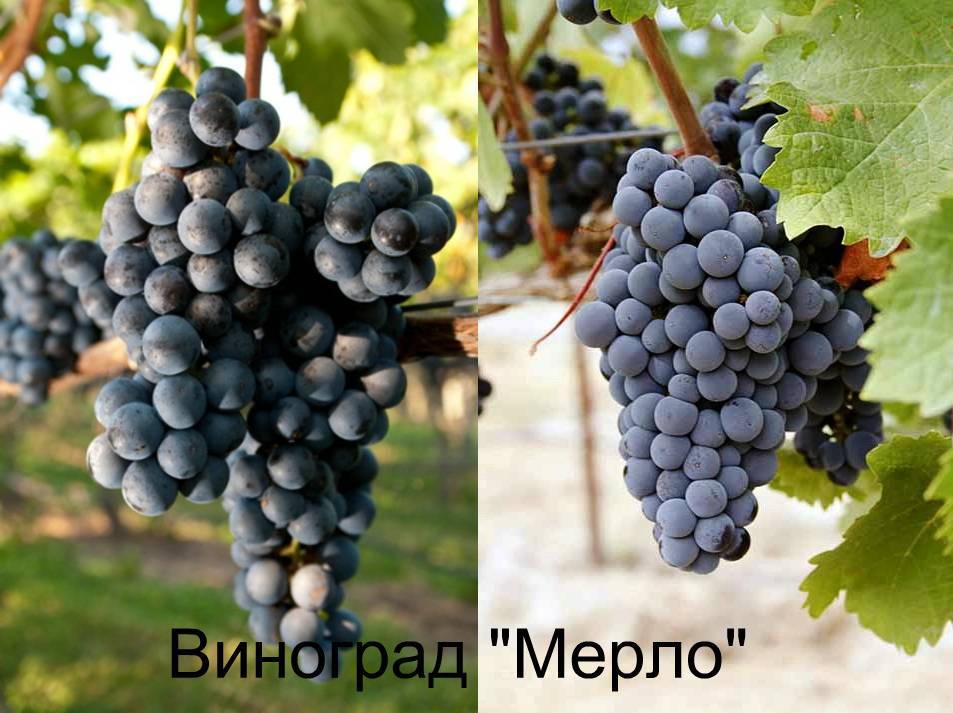 Мерло: красное сухое вино - что это такое merlot
