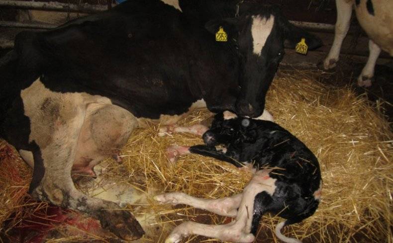 Лечение и профилактика послеродового пареза у коров