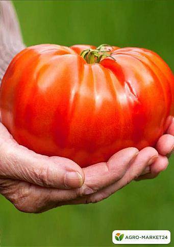 Тяжеловес сибири – очень вкусные и крупные томаты для северных регионов