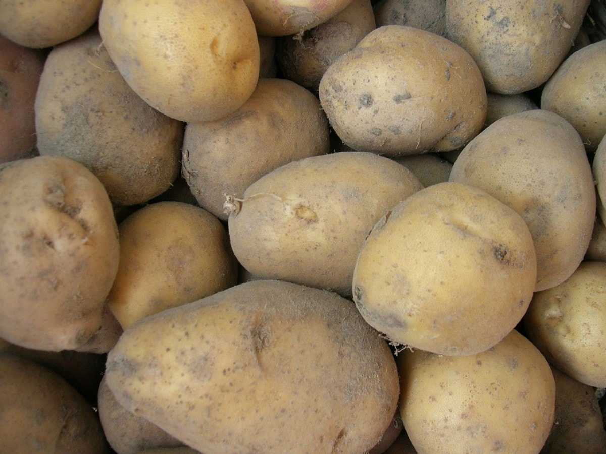 Урожайный и нетребовательный картофель вр 808:  описание сорта, его характеристика, фото