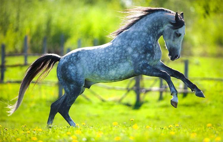 От пони до тяжеловоза: сколько весят и что могут лошади?