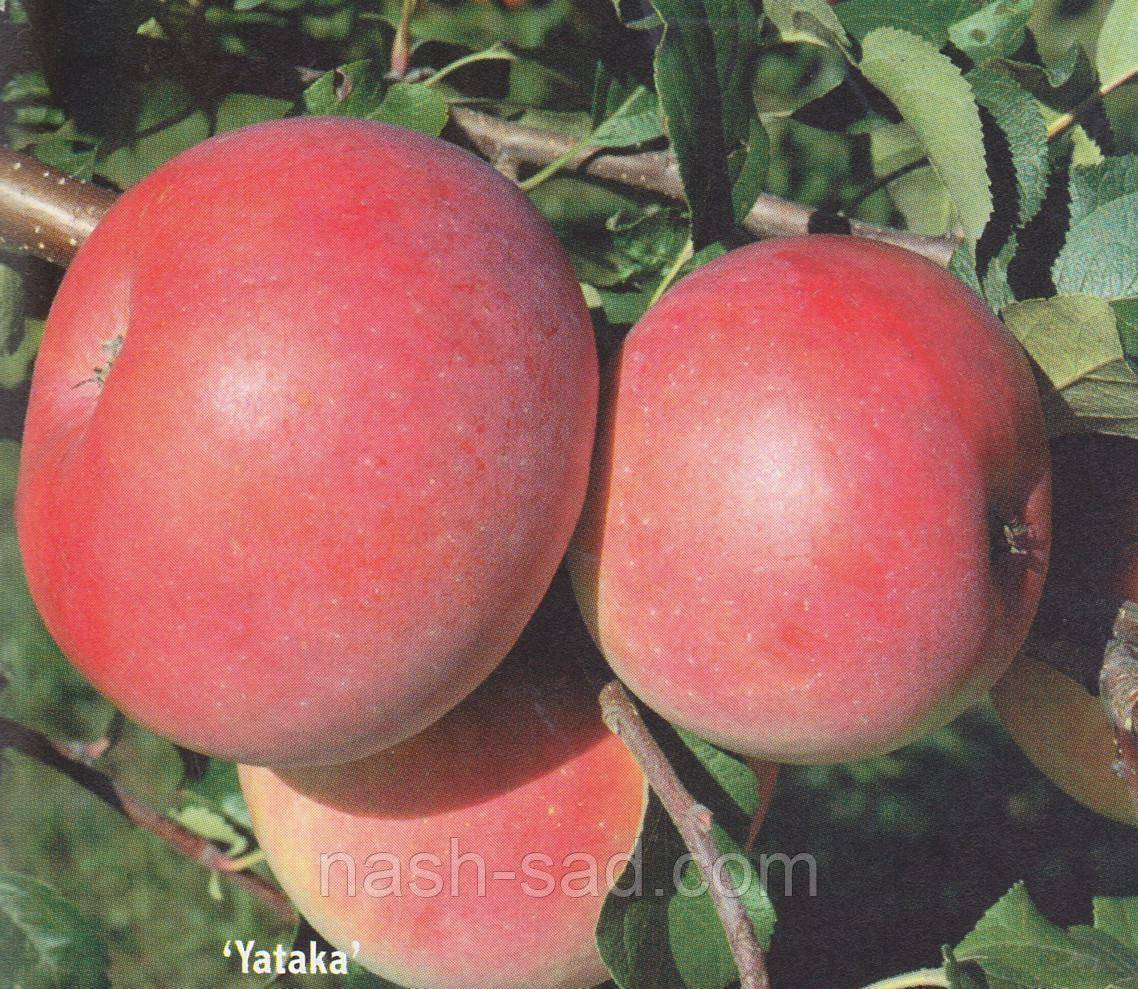 21 лучший сорт летних, осенних и зимних яблок