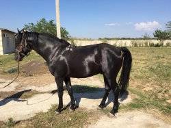 Кабардинская лошадь — википедия. что такое кабардинская лошадь