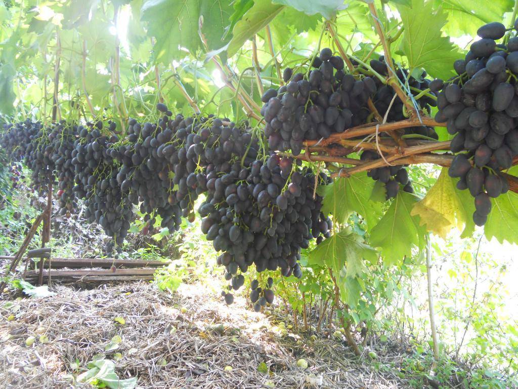 Виноград надежда – описание и характеристика сорта