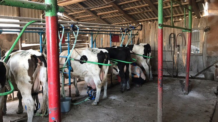 Как доить корову: особенности, с чего начать и как преуспеть в разведении домашних видов коров (90 фото)