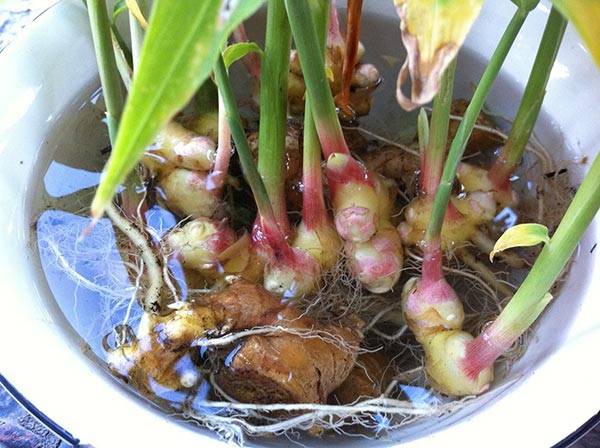 Выращивание имбиря в домашних условиях из корнеклубня: как посадить, цветение