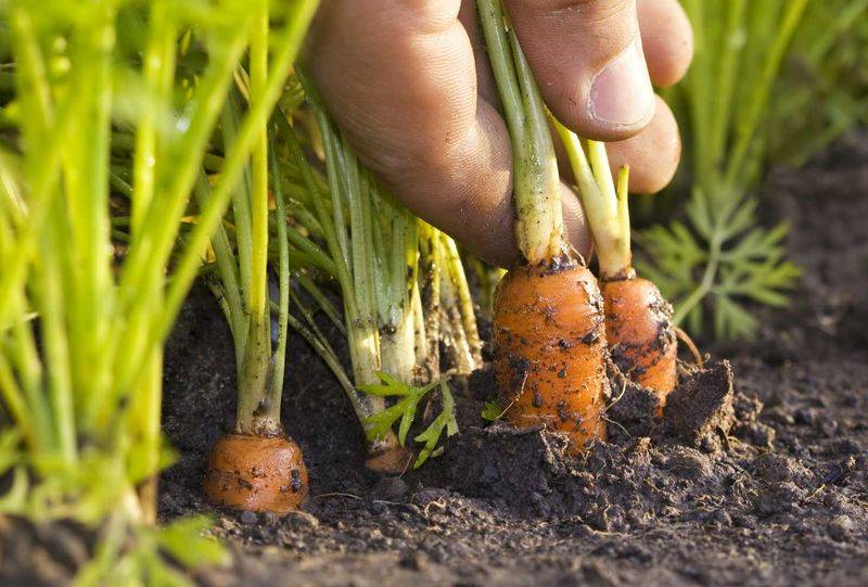 Посадка моркови в 2020 году по лунному календарю: благоприятные дни на рассаду, сроки посева весной, осенью и зимой