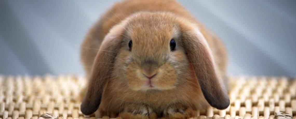 Чем кормят декоративных кроликов: что едят в домашних условиях, что можно давать