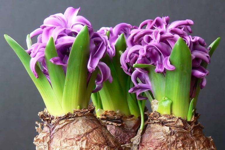 Гиацинт в горшочке — как сохранить растение после окончания цветения