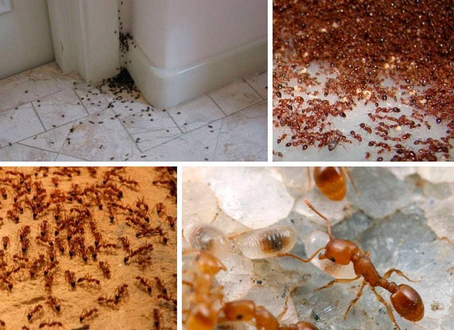 Как избавиться от муравьев в доме навсегда