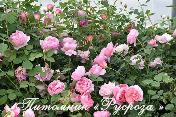 Роза шнеевальцер (schneewalzer) — характеристики и условия ухода