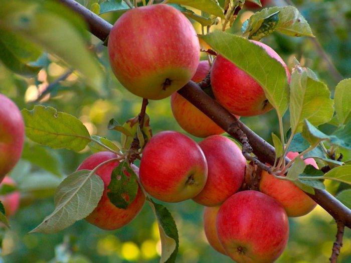 Современные средства борьбы с вредителями и болезнями яблонь