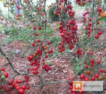 Свит черри: описание сорта томата, характеристики помидоров, посев