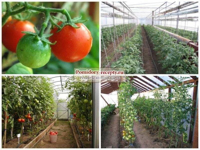 Полив помидоров в теплице: как часто и правильно поливать томаты