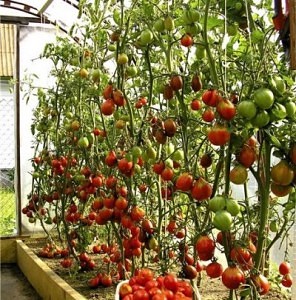 Как в теплице подвязать помидоры: варианты и способы подвязки, приспособления и материалы для подвязывания помидор в теплице из поликарбоната, крепления