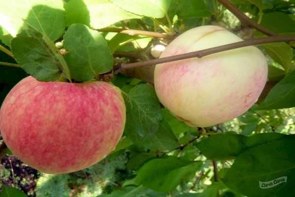 Бельфлер-китайка, яблоня: описание, особенности ухода, выращивание и отзывы