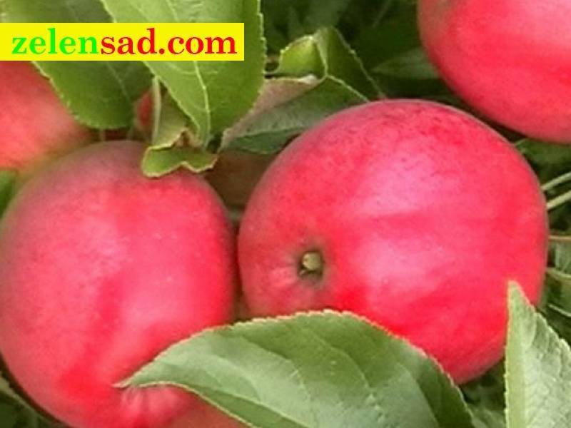Вас удивит красивыми и сочными плодами яблоня «белорусская малиновая»