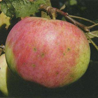 Описание сорта колоновидной яблони есения