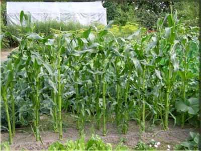Как вырастить кукурузу от а до я. лучший сорт кукурузы — советы