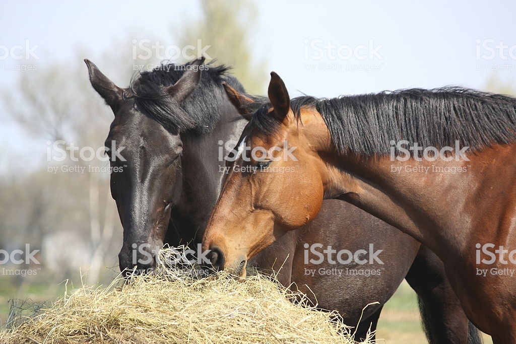 Коневодство.содержание и кормление лошадей