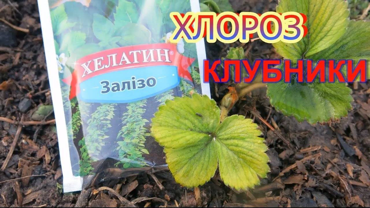 Хлороз клубники лечение фото