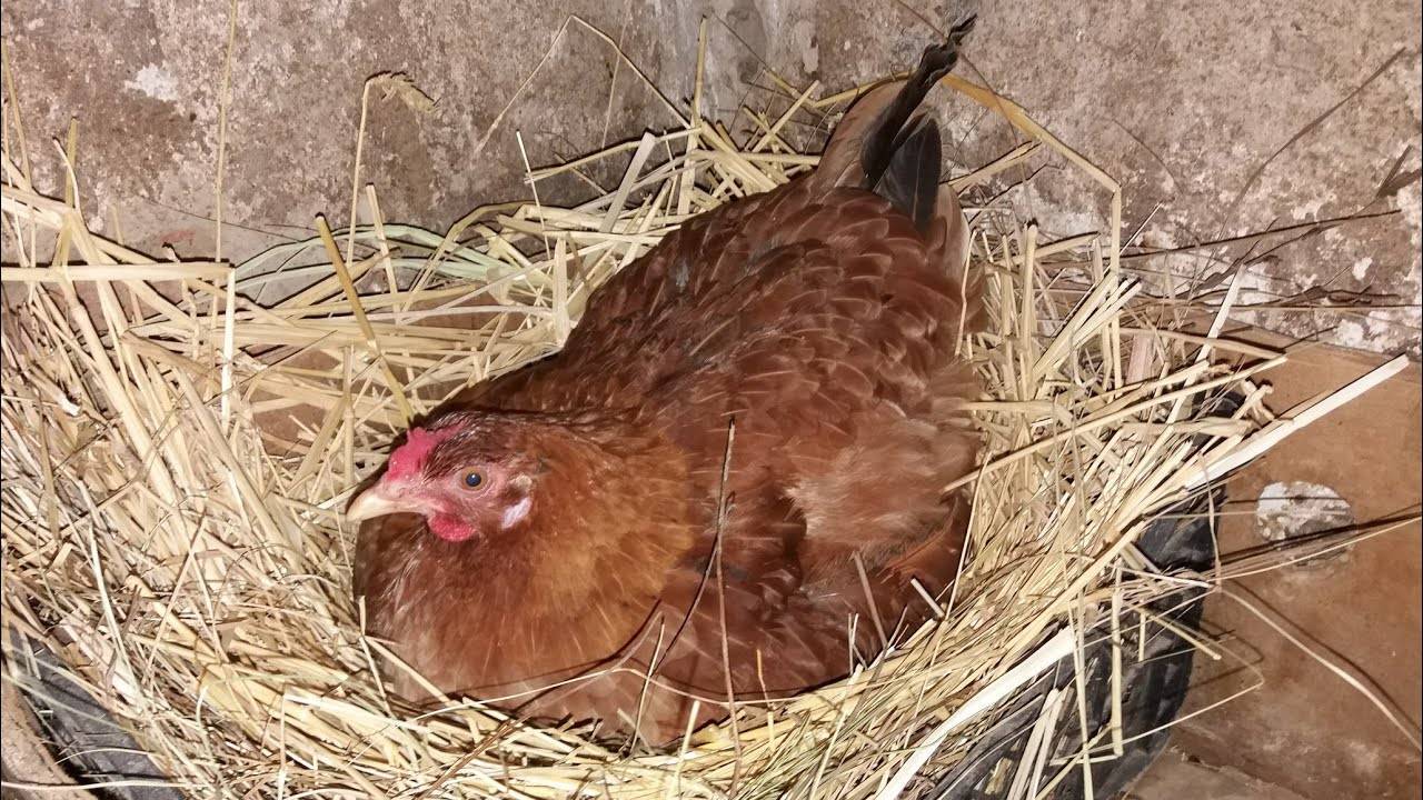 Курица села на яйца: что делать дальше, уход, кормление несушки