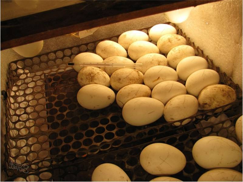 Овоскопирование индюшиных яиц по дням
