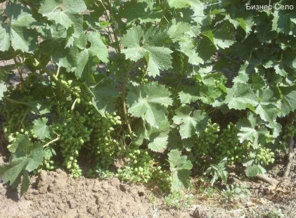Вырастить виноград из семян? почему бы и нет!