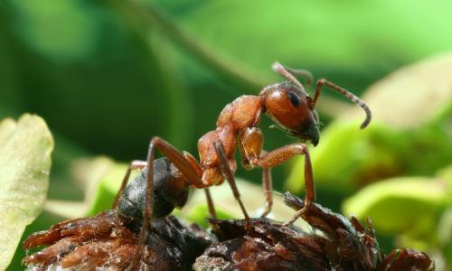 Как избавиться от муравьев в огороде? средства от муравьев: отзывы